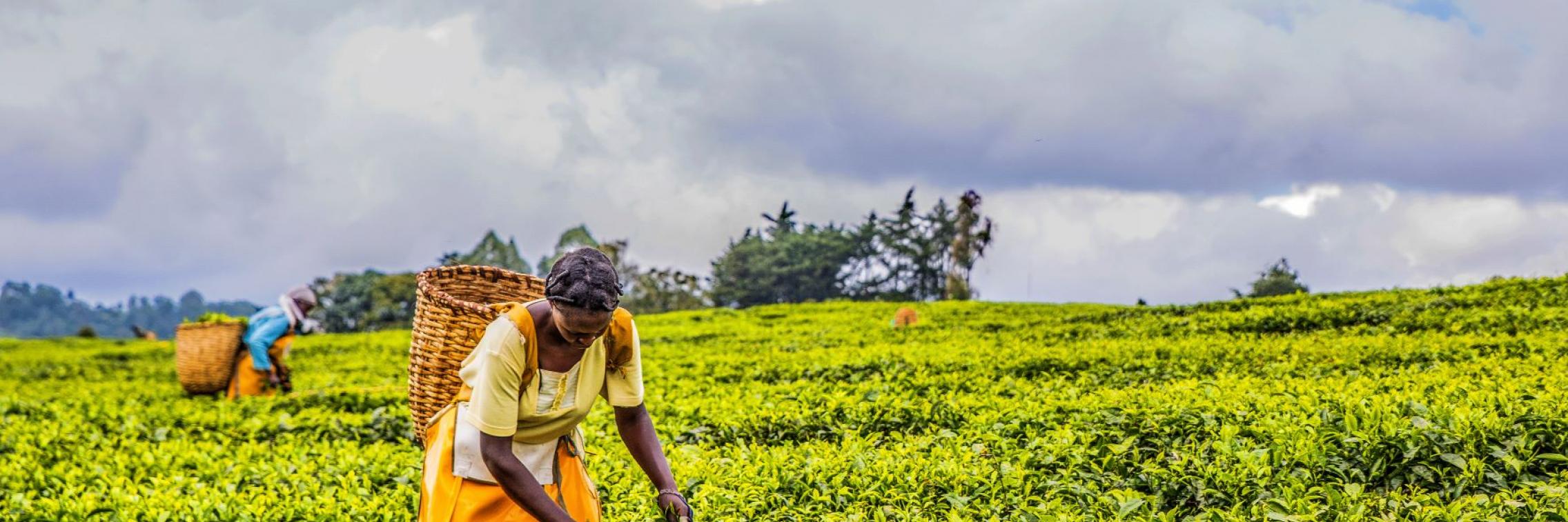 Africa Agriculture