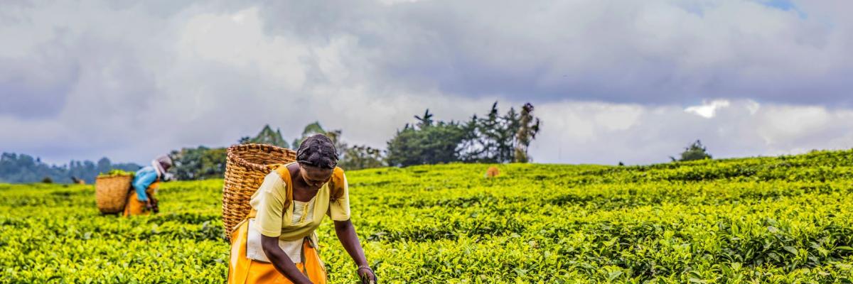 Africa Agriculture