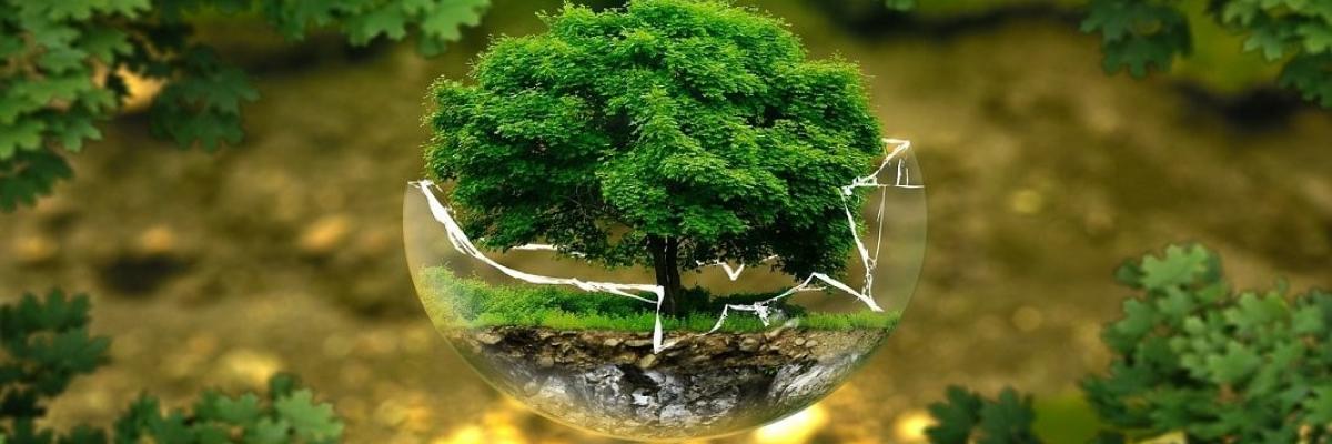 Trade and the environment