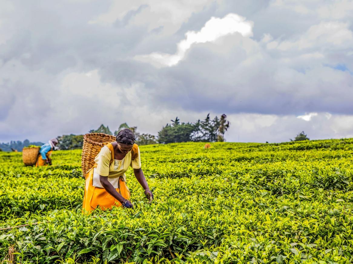 Africa Agriculture