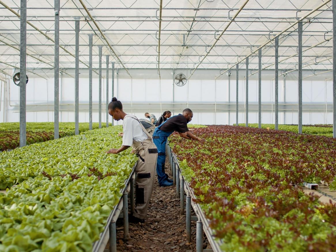 agriculture 